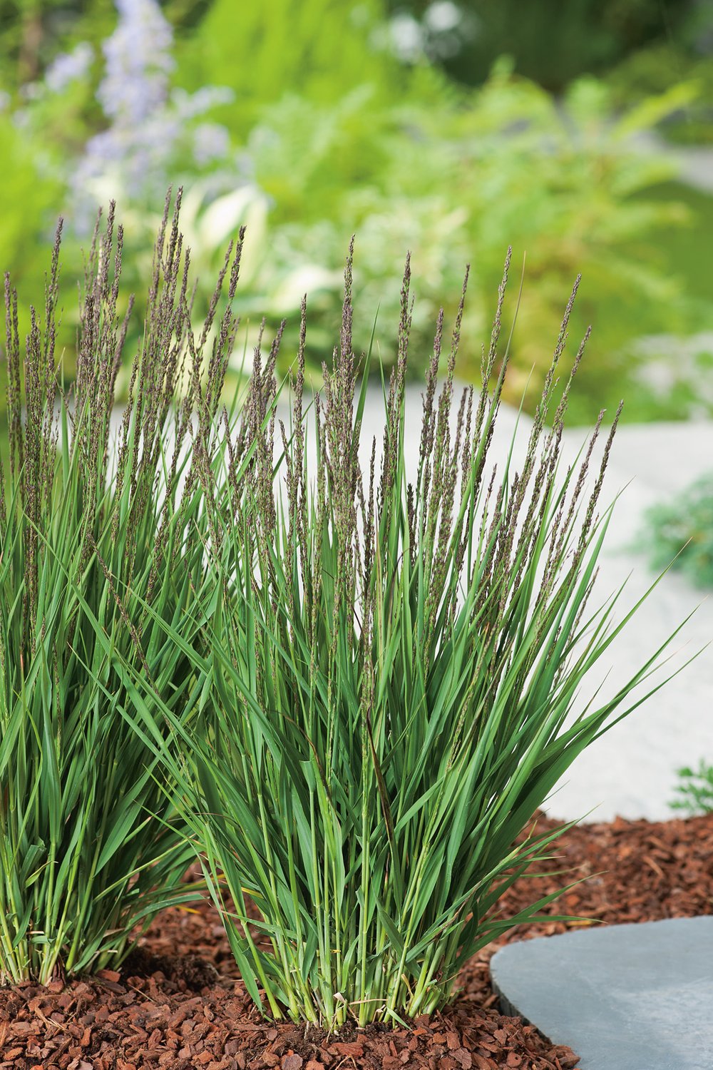 Molinia caerulea 'Moorhexe', 2L