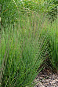 Molinia caerulea 'Moorhexe', 2L