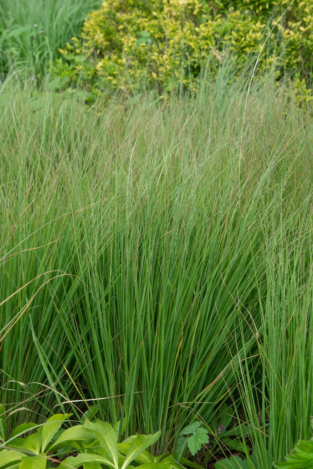 Molinia caerulea 'Moorhexe', 2L