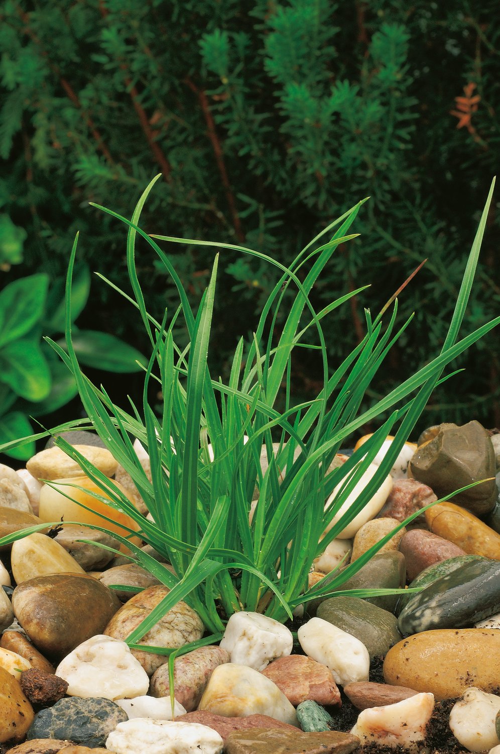 Sesleria heufleriana