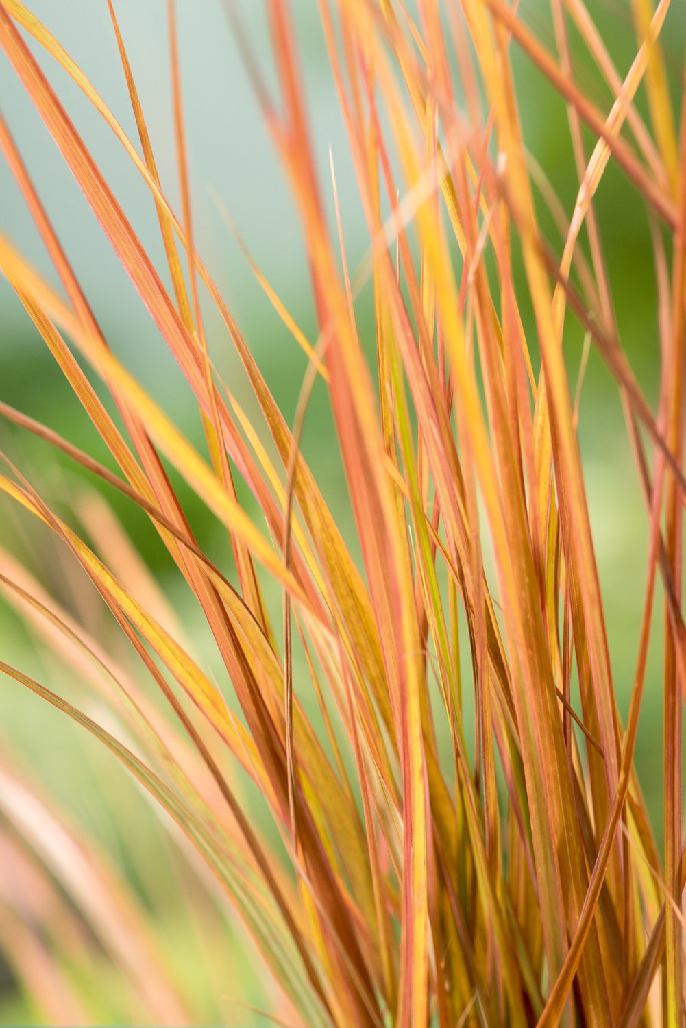 Anemanthele lessoniana 'Sirocco', 2L