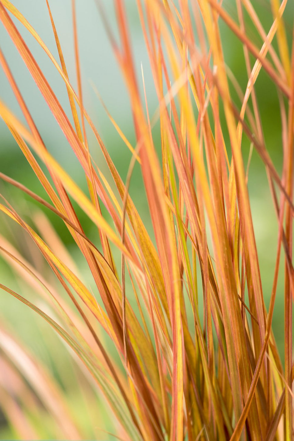 Anemanthele lessoniana 'Sirocco', 2L