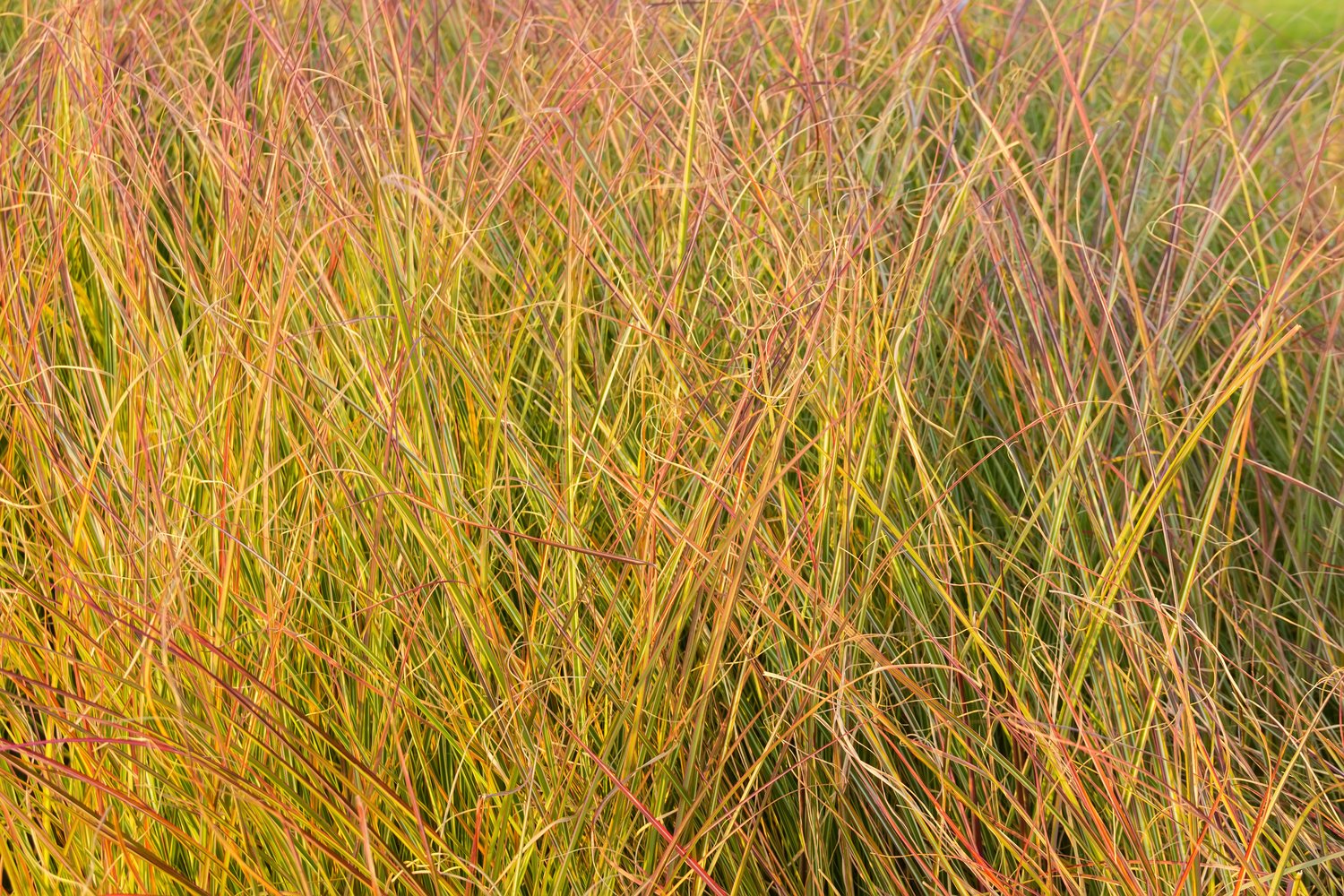 Anemanthele lessoniana 'Sirocco', 2L