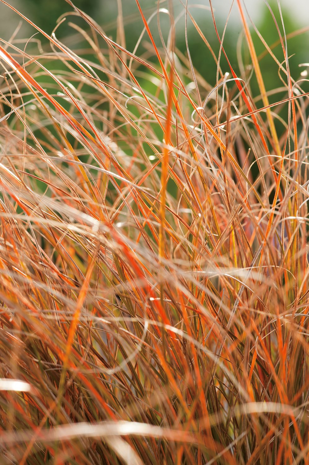 Carex testacea 'Prairie Fire', 2L