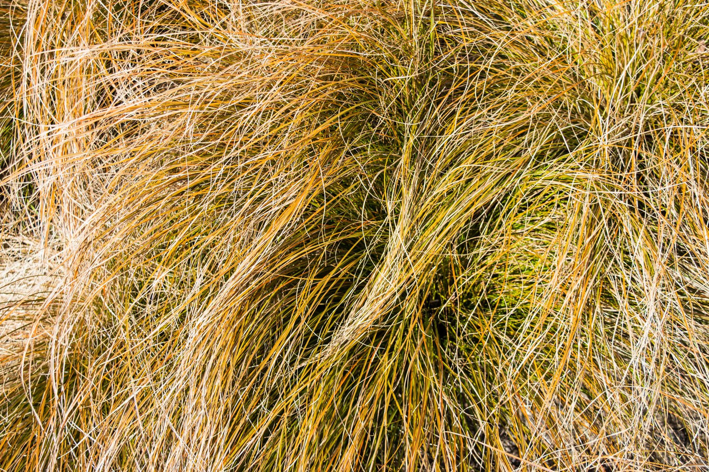 Carex testacea 'Prairie Fire', 2L