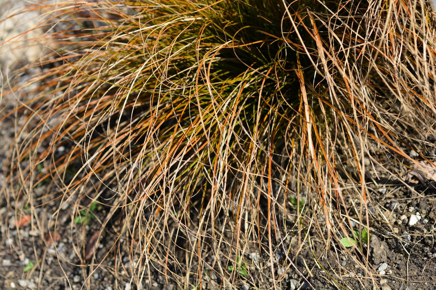 Carex testacea 'Prairie Fire', 2L