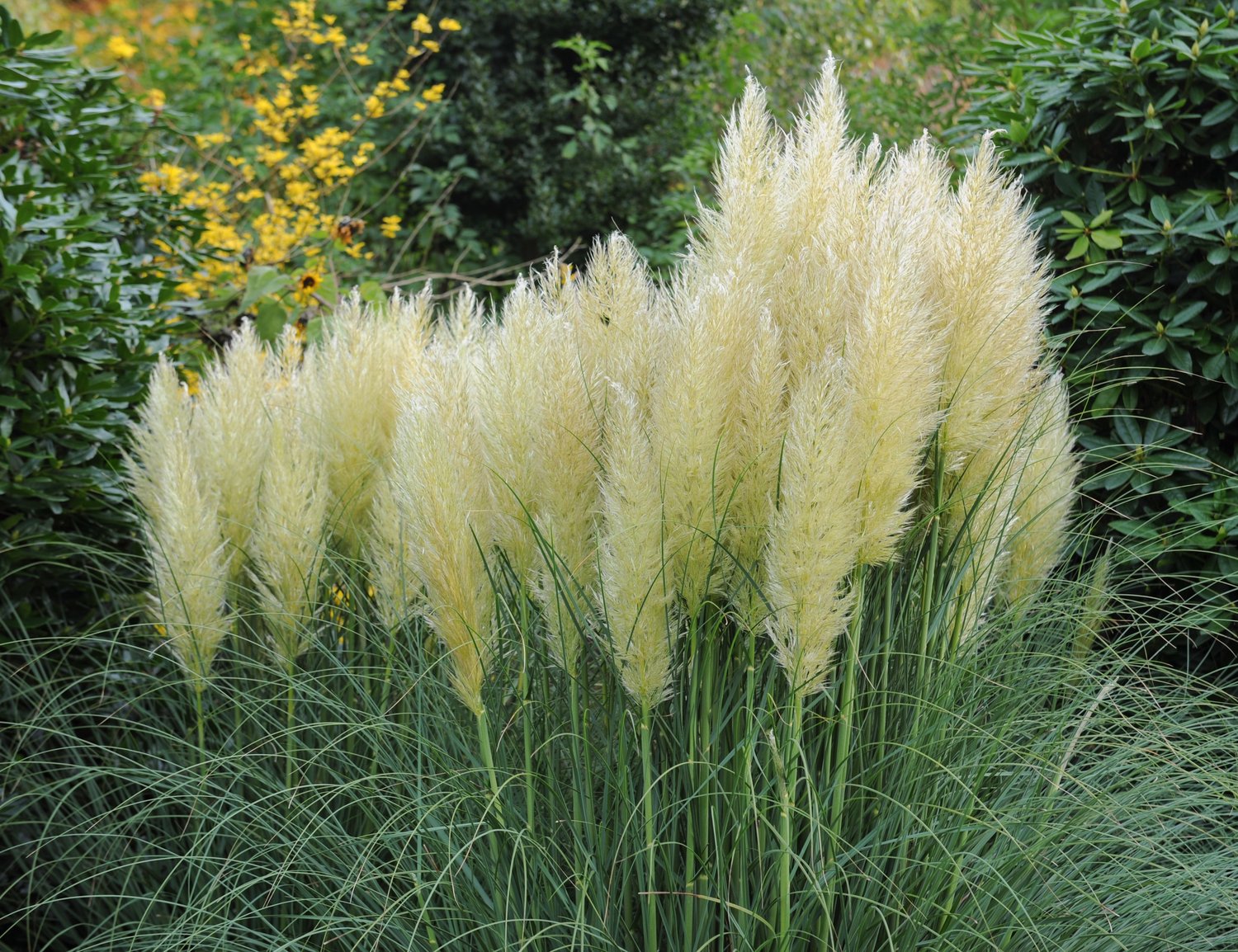Cortaderia selloana 'Pumila', 2L