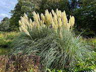Cortaderia selloana 'Pumila', 2L
