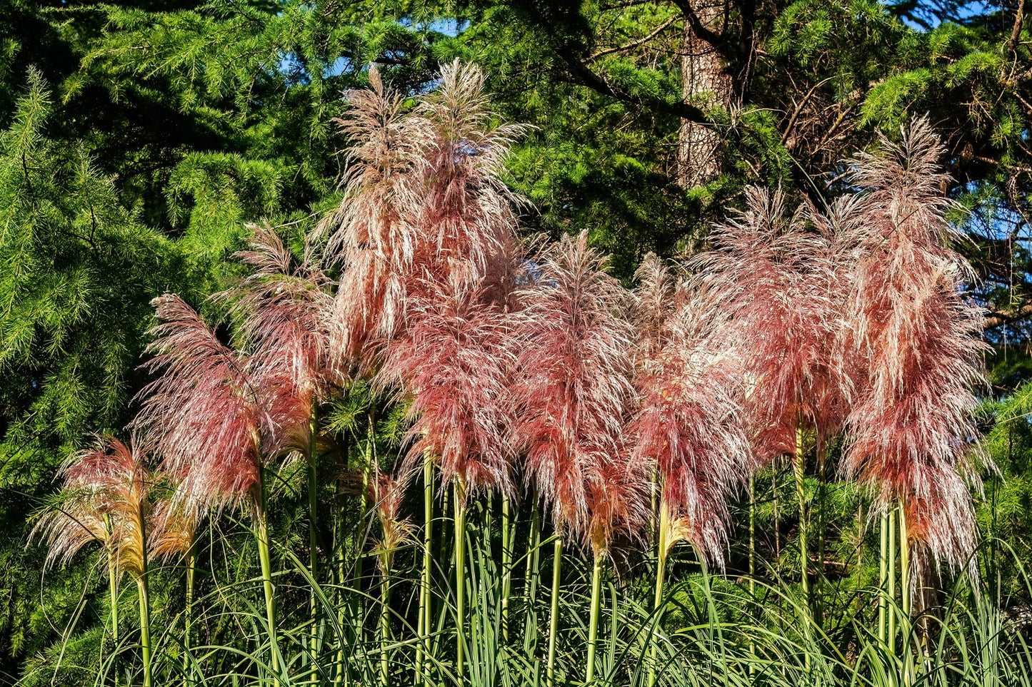 Cortaderia selloana 'Rosea', 2L