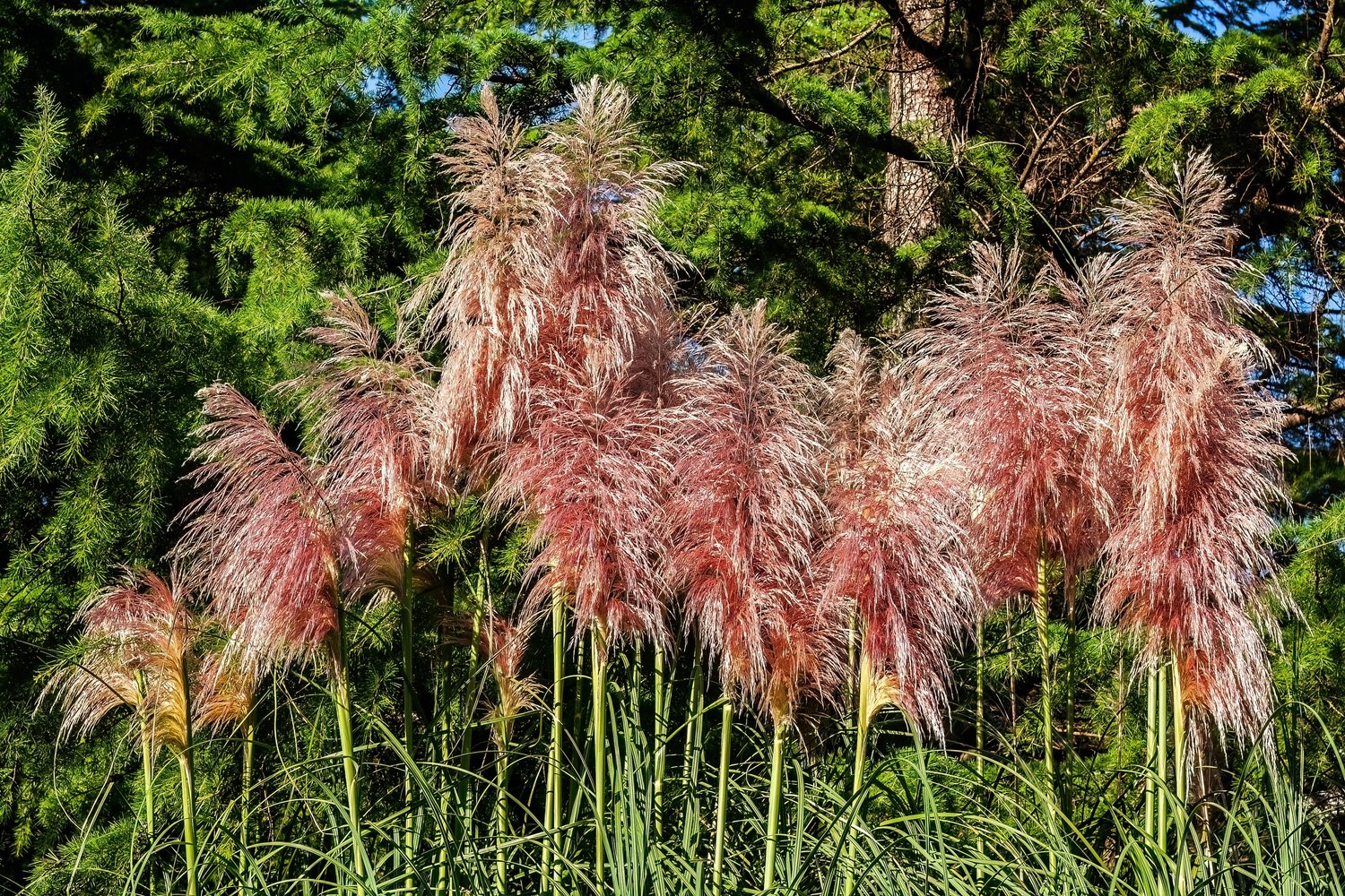 Cortaderia selloana 'Rosea', 2L