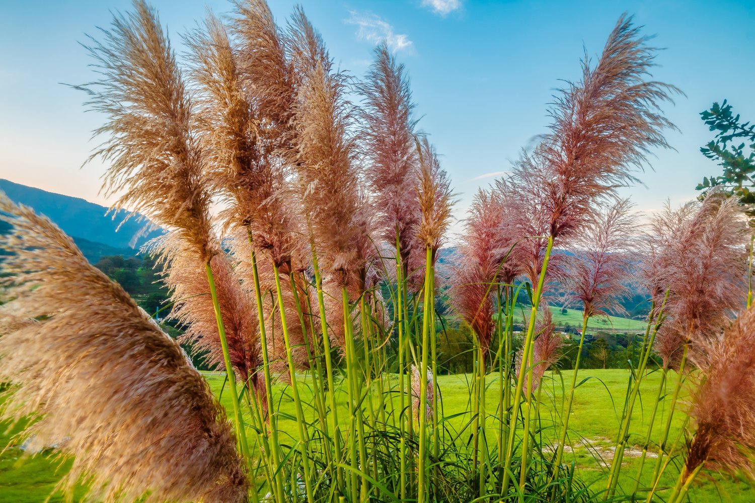 Cortaderia selloana 'Rosea', 2L