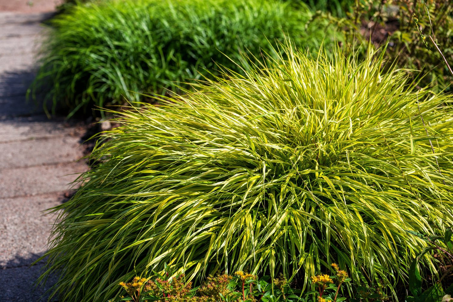 Hakonechloa macra 'Aureola', 2L