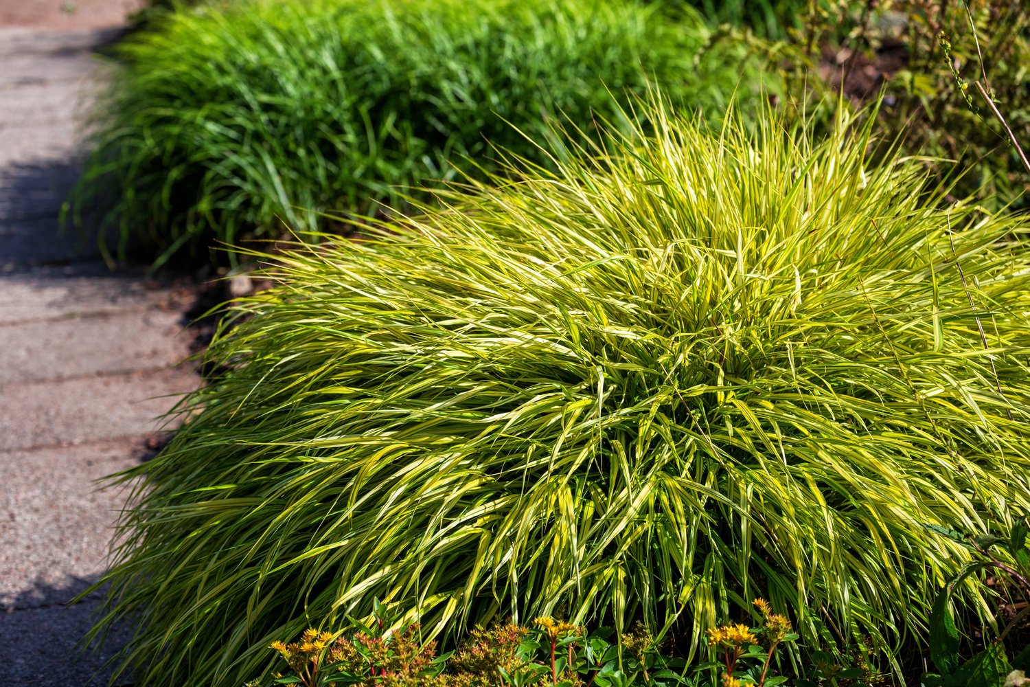 Hakonechloa macra 'Aureola', 2L