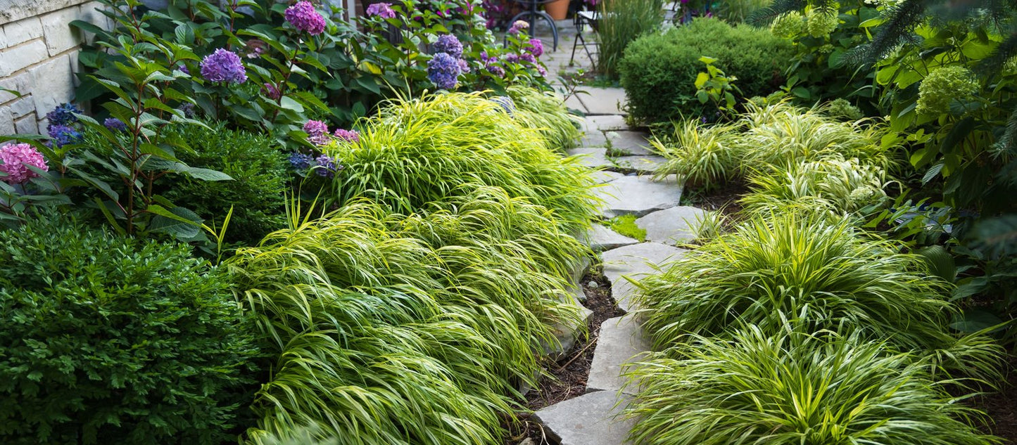 Hakonechloa macra 'Aureola', 2L