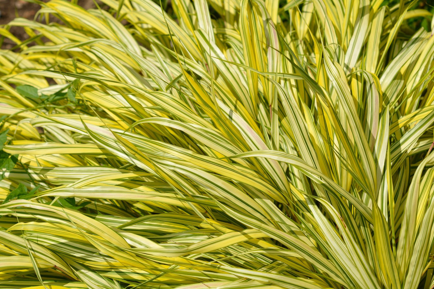 Hakonechloa macra 'Aureola', 2L