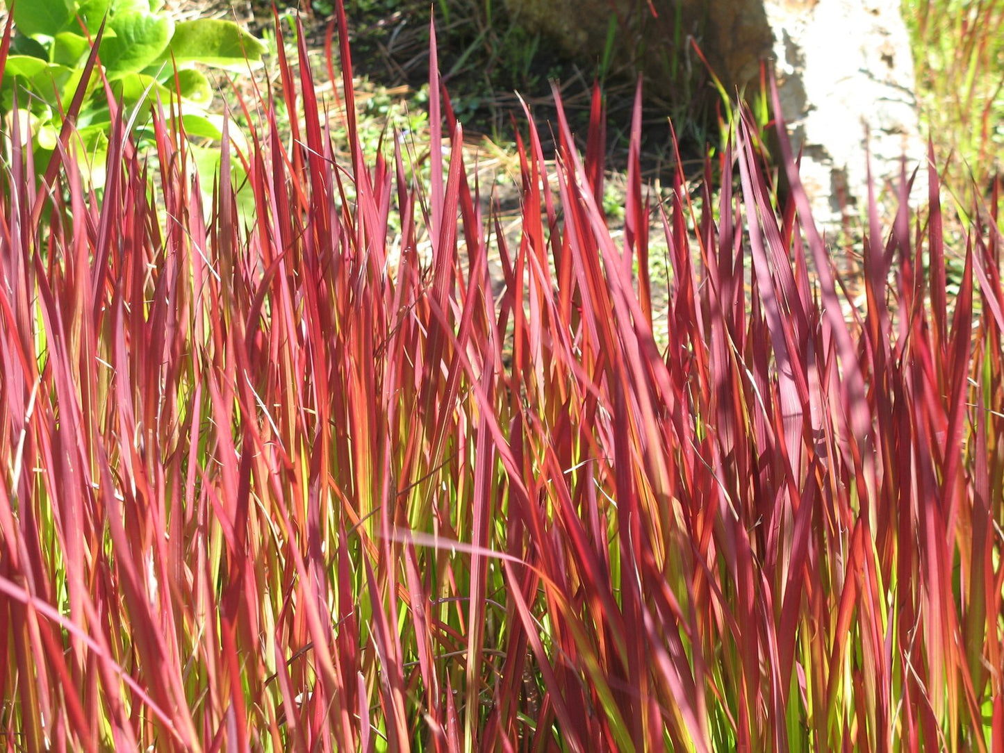 Imperata cylindrica 'Red Baron', 2L
