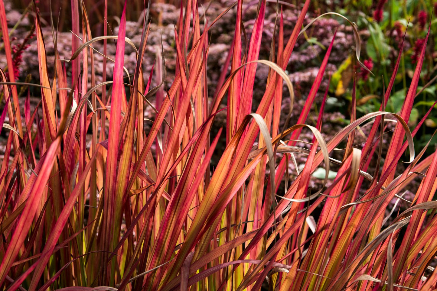 Imperata cylindrica 'Red Baron', 2L