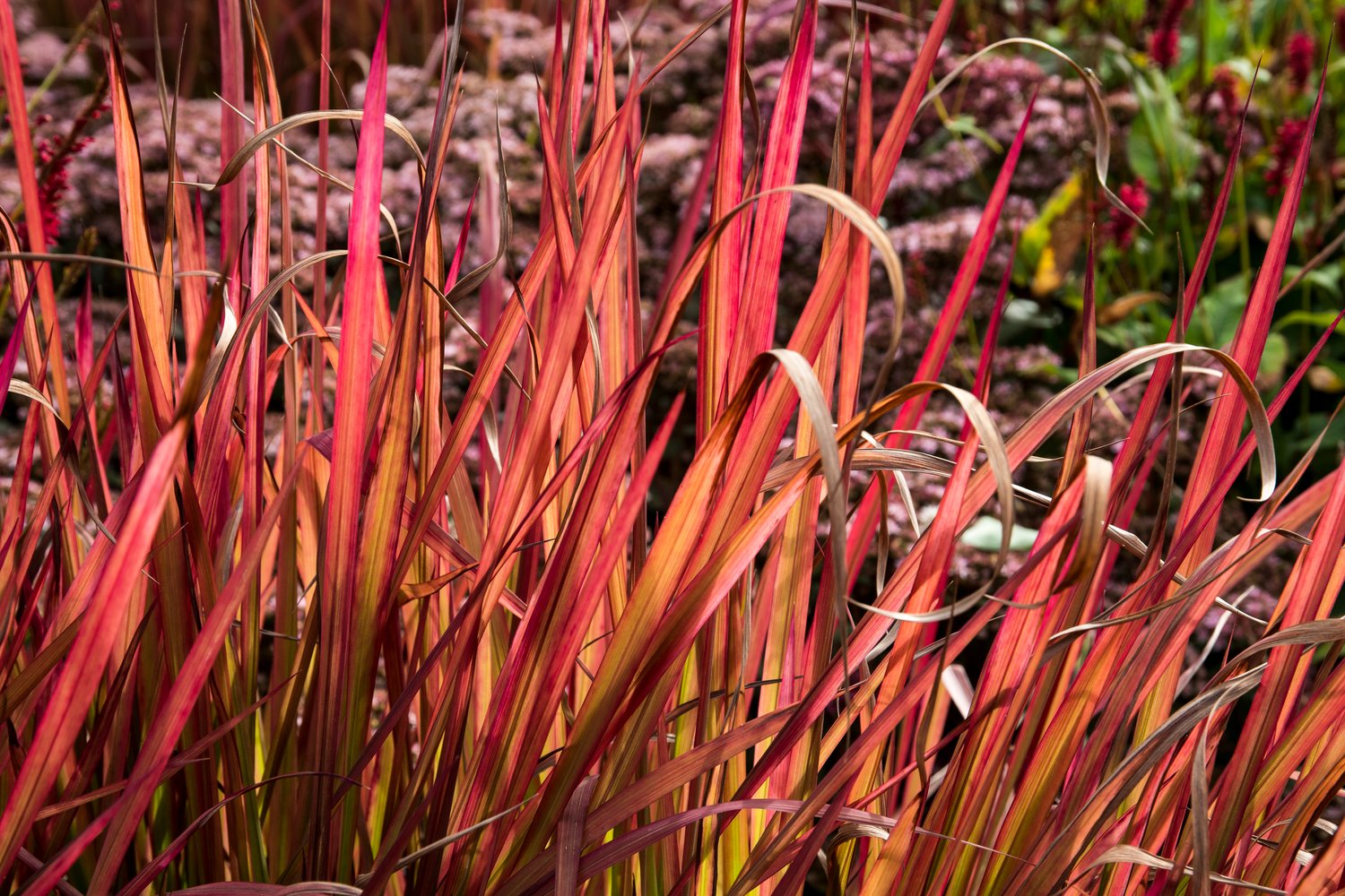 Imperata cylindrica 'Red Baron', 2L