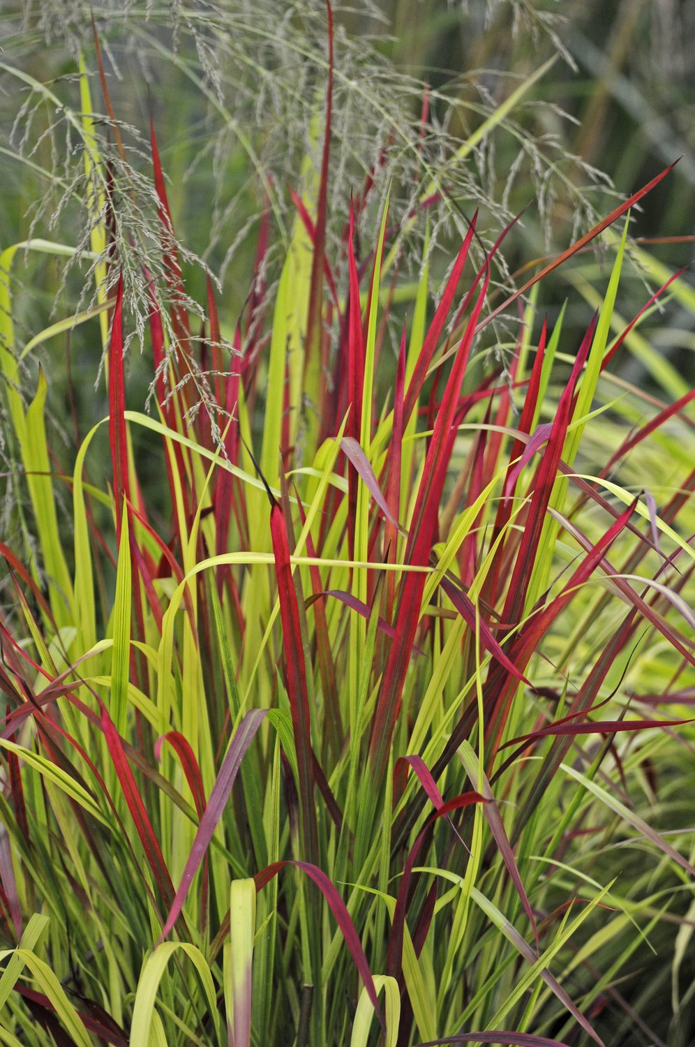 Imperata cylindrica 'Red Baron', 2L