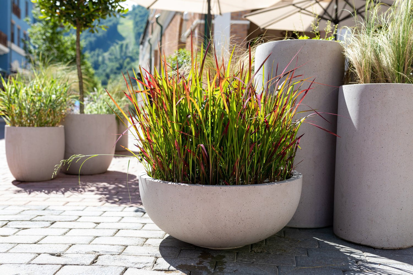 Imperata cylindrica 'Red Baron', 2L