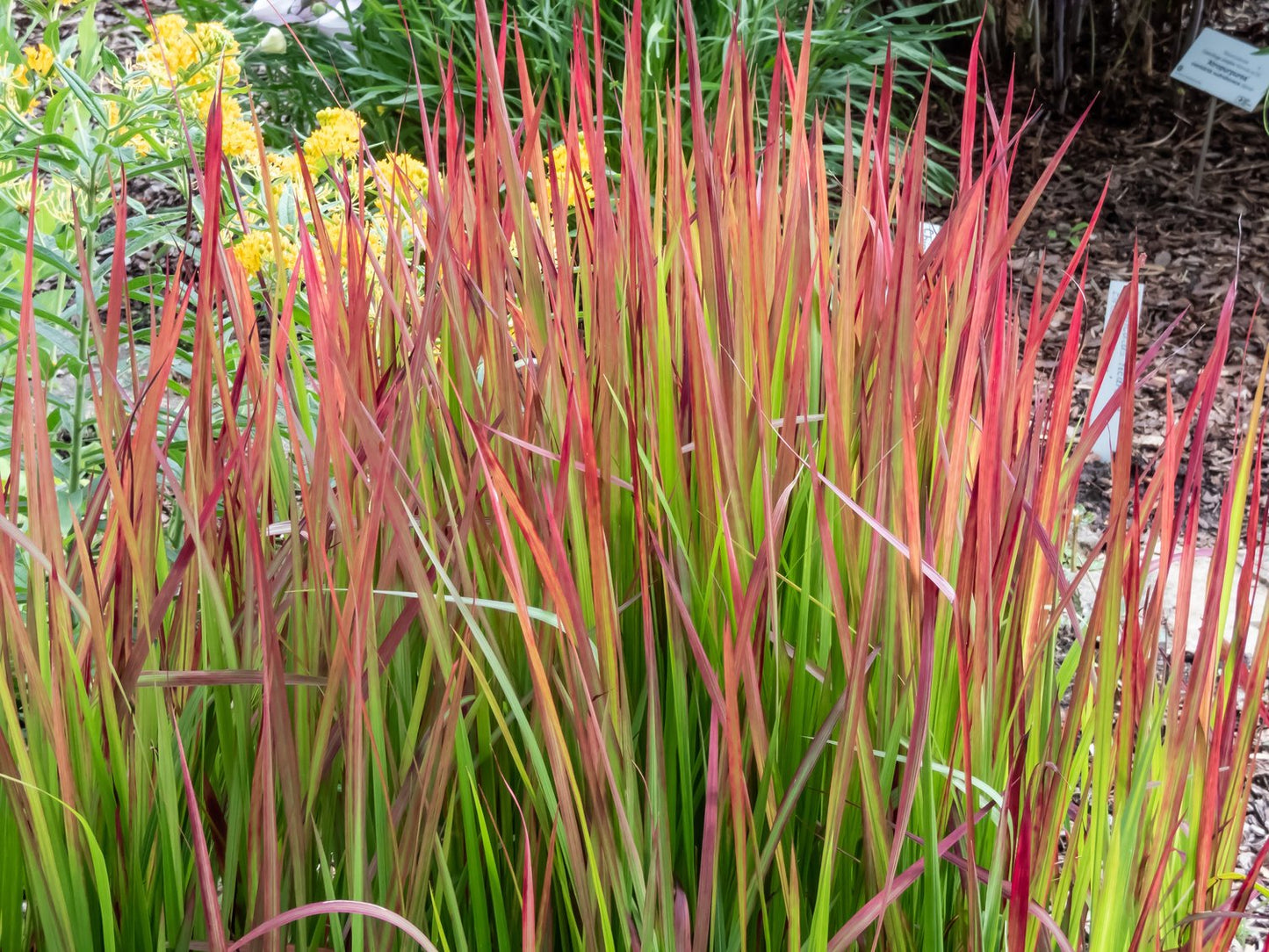Imperata cylindrica 'Red Baron', 2L