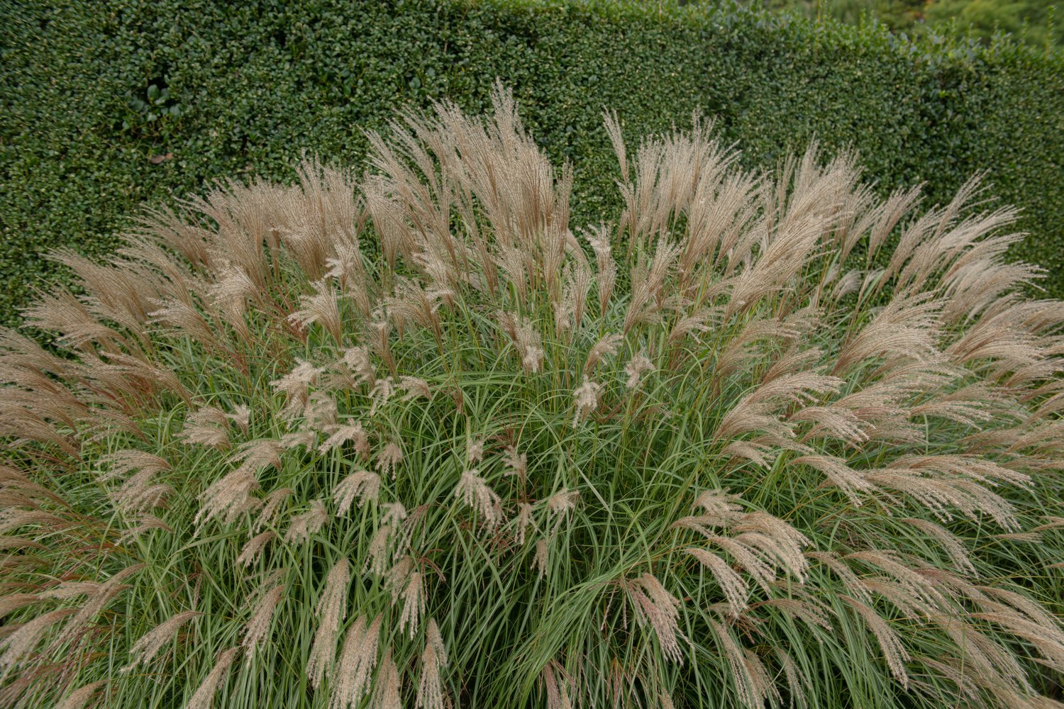 Miscanthus sinensis 'Adagio', 2L