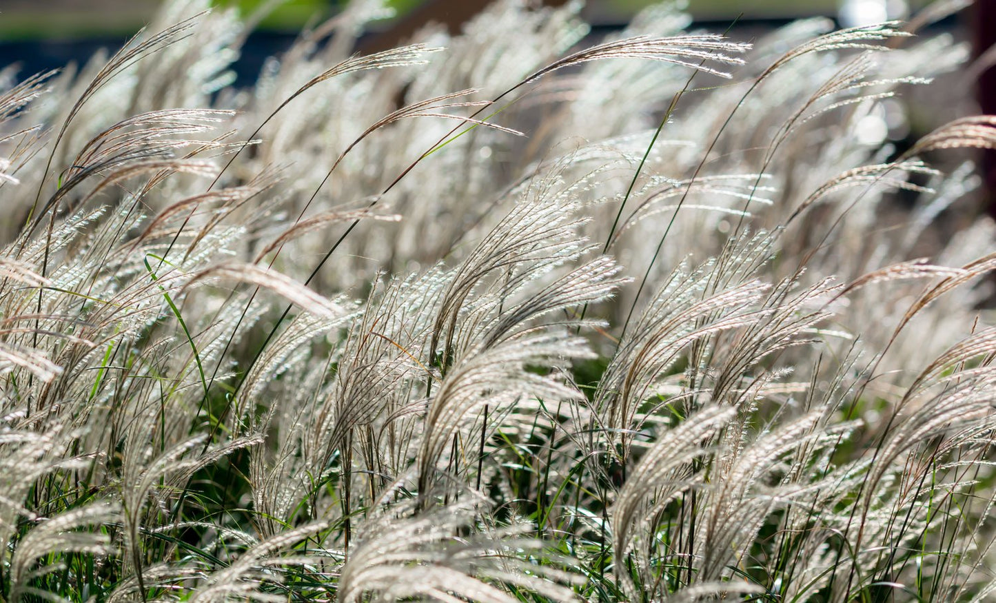 Miscanthus sinensis 'Adagio', 2L