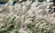 Miscanthus sinensis 'Adagio', 2L
