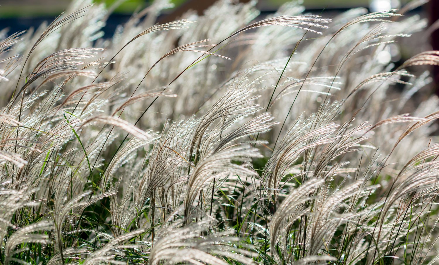 Miscanthus sinensis 'Adagio', 2L
