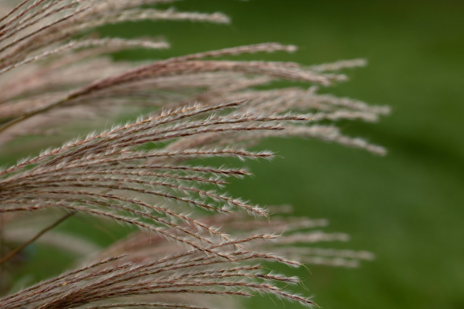 Miscanthus sinensis 'Adagio', 2L