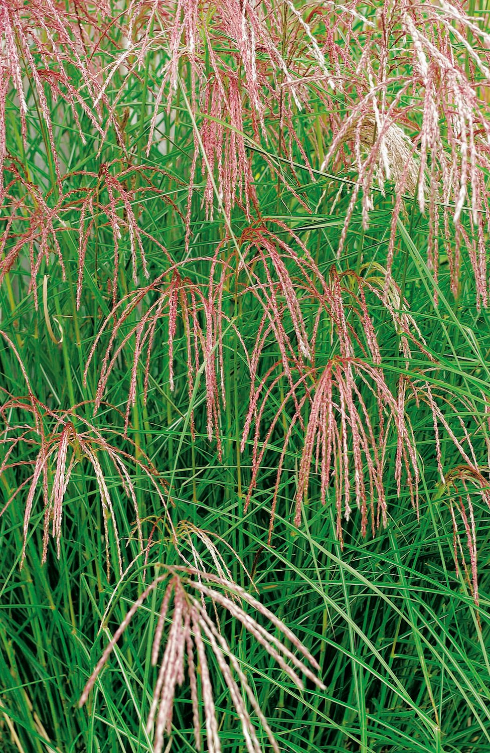 Miscanthus sinensis 'Flamingo', 2L