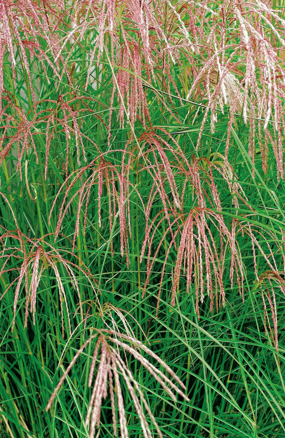 Miscanthus sinensis 'Flamingo', 2L