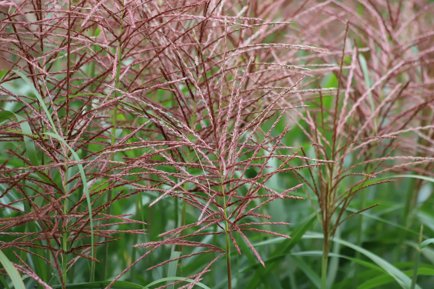 Miscanthus sinensis 'Flamingo', 2L