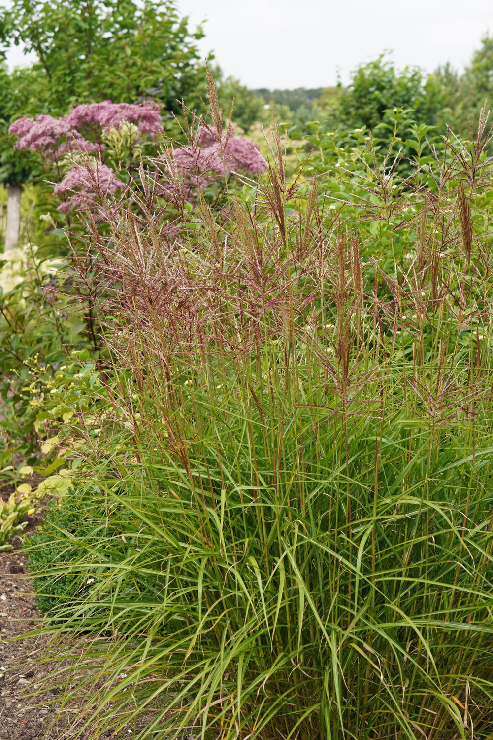 Miscanthus sinensis 'Flamingo', 2L
