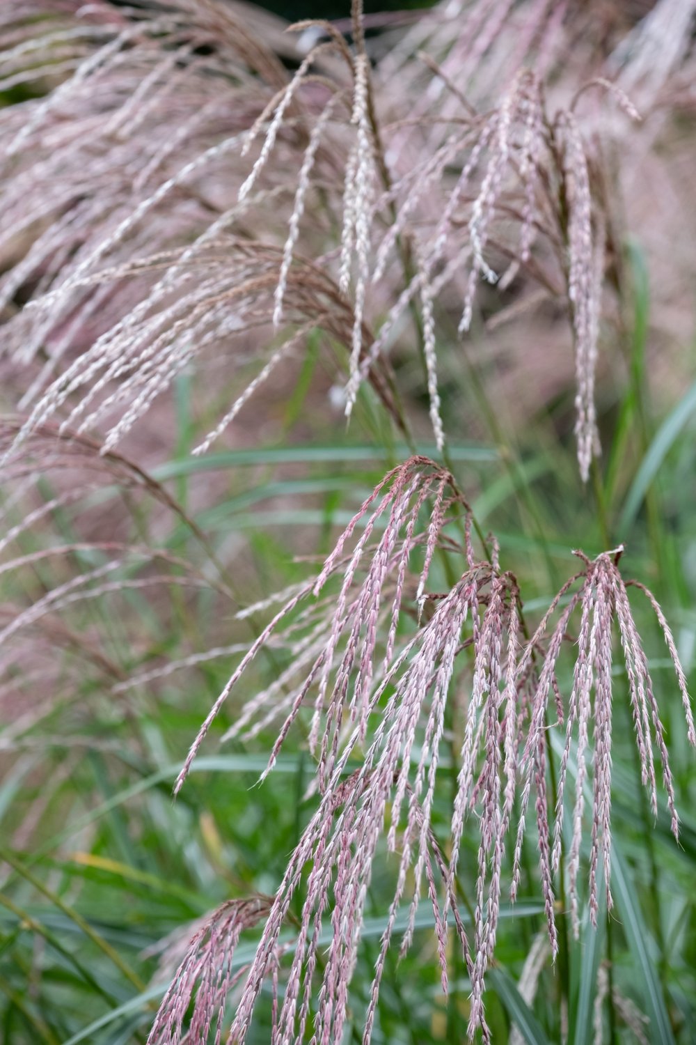 Miscanthus sinensis 'Flamingo', 2L