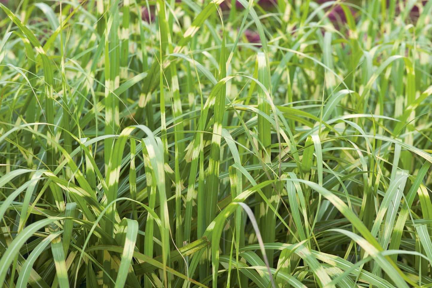 Miscanthus sinensis 'Little Zebra', 2L
