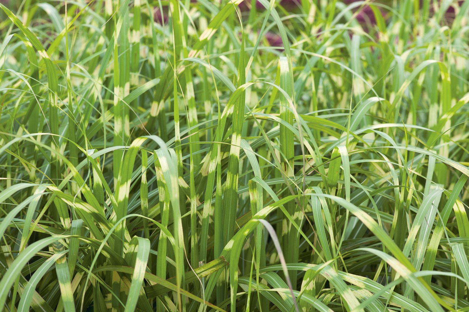 Miscanthus sinensis 'Little Zebra', 2L