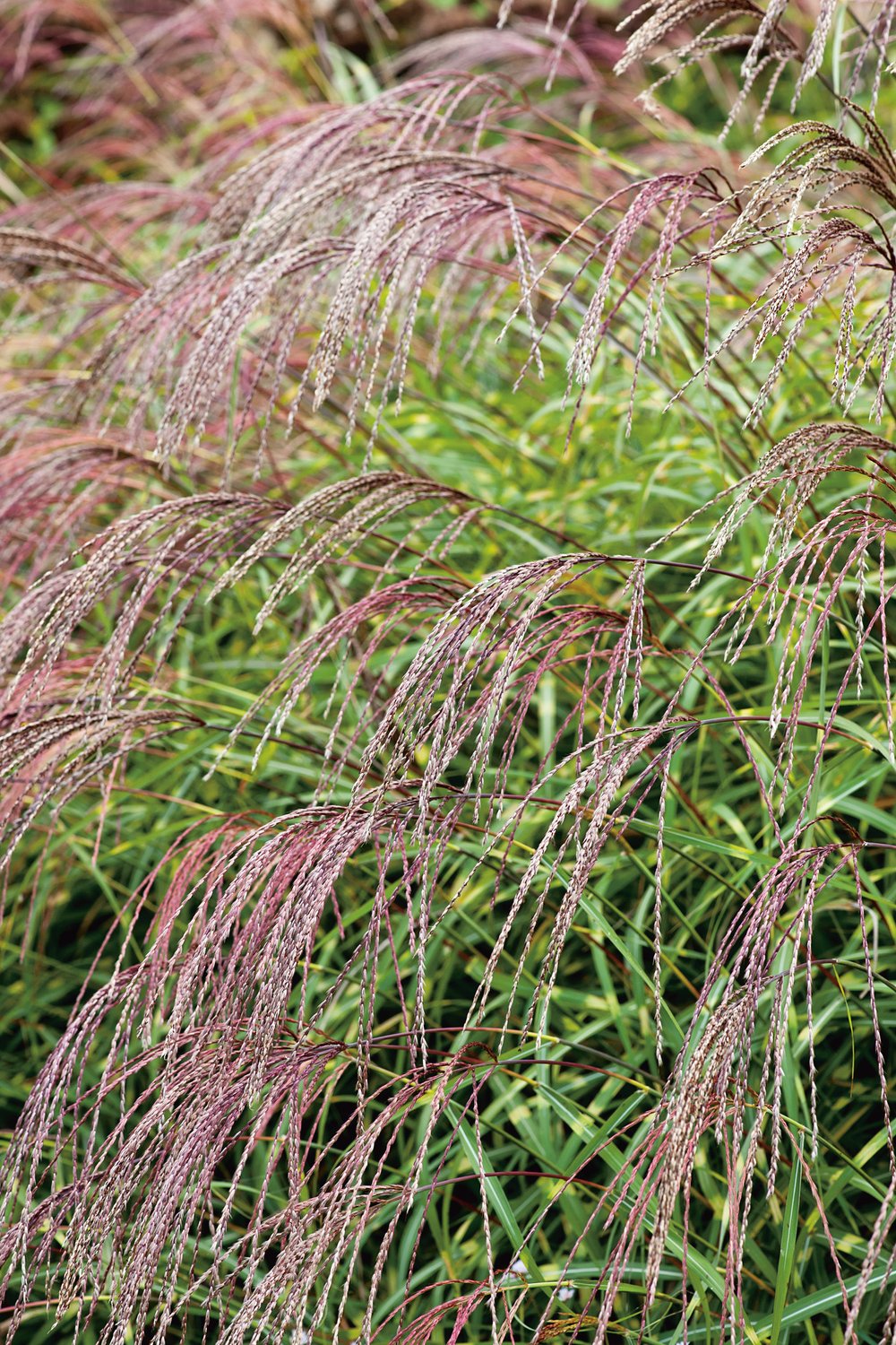 Miscanthus sinensis 'Little Zebra', 2L