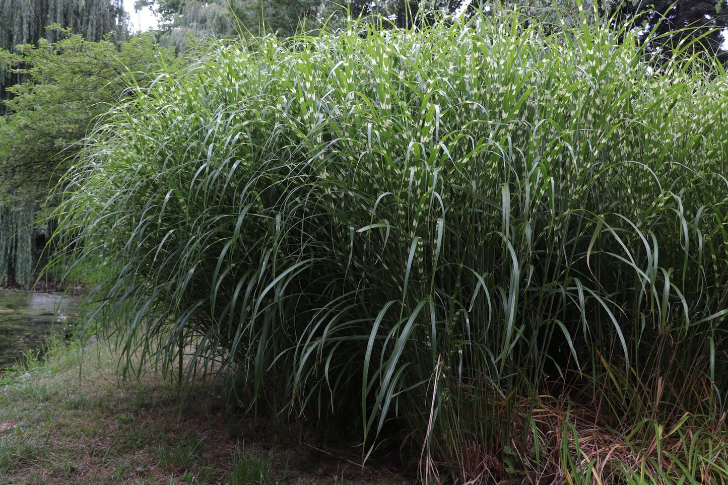 Miscanthus sinensis 'Little Zebra', 2L