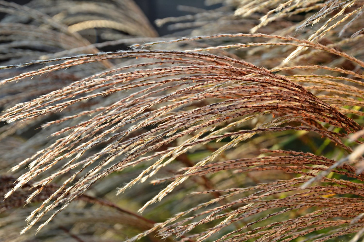 Miscanthus sinensis 'Little Zebra', 2L