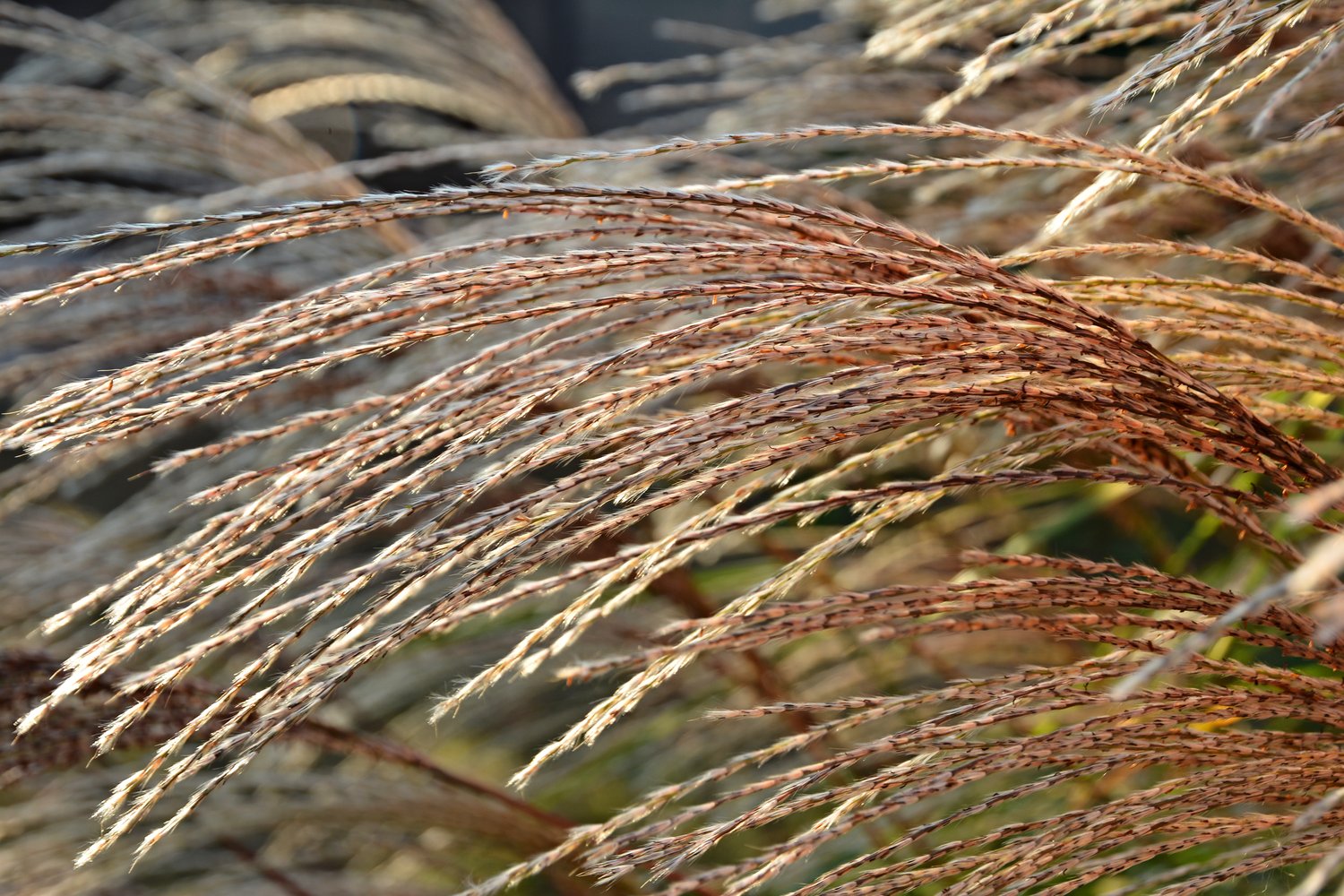 Miscanthus sinensis 'Little Zebra', 2L