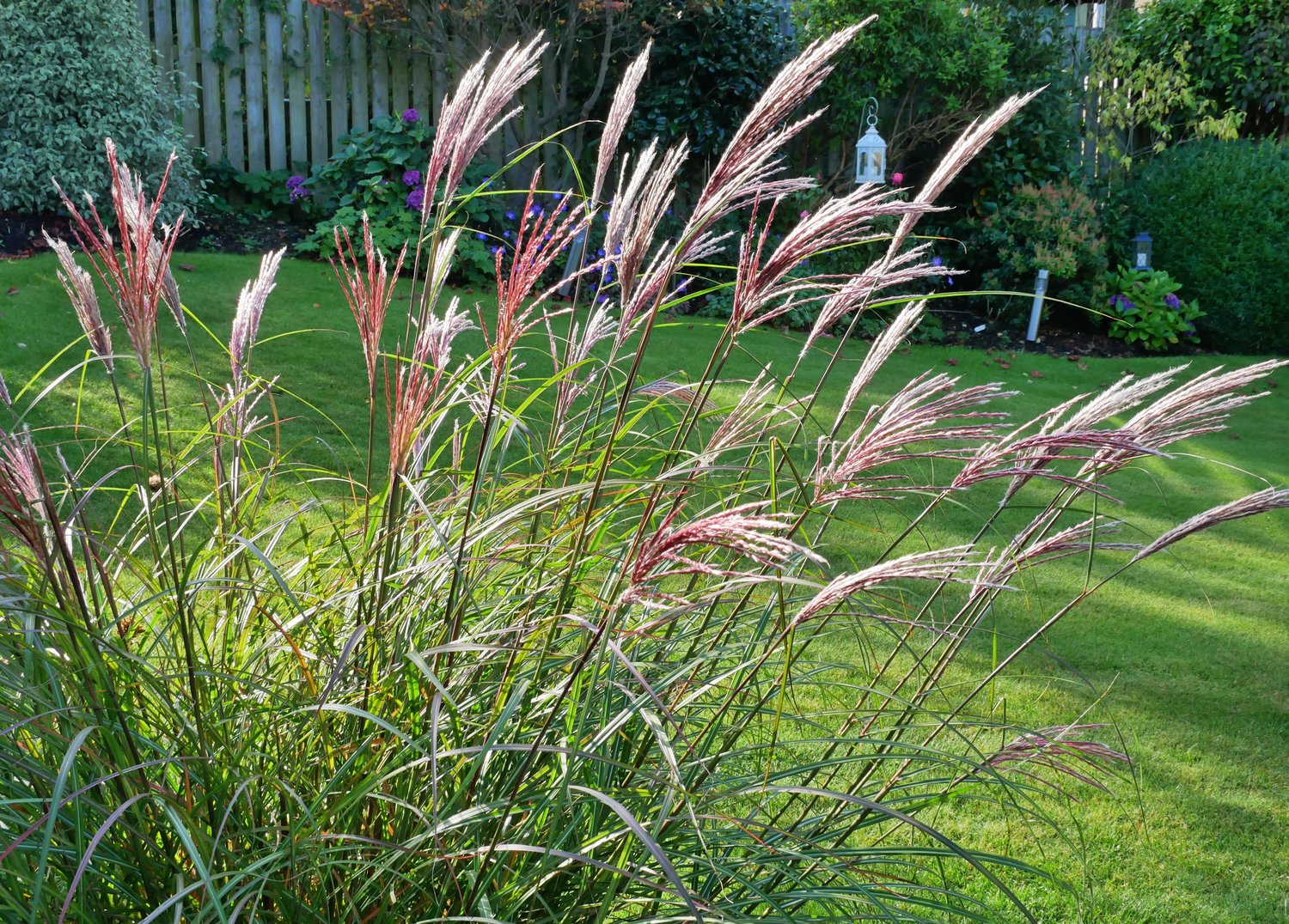 Miscanthus sinensis 'Red Chief', 2L