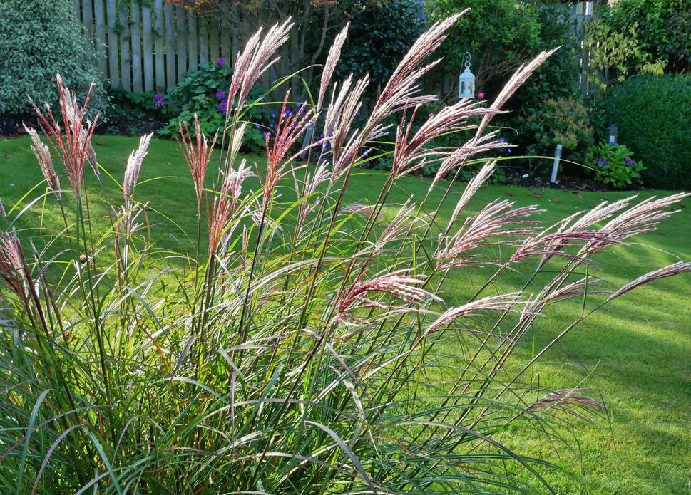 Miscanthus sinensis 'Red Chief', 2L