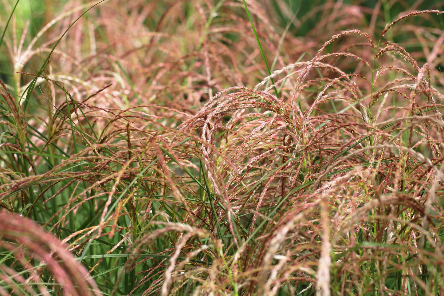 Miscanthus sinensis 'Red Chief', 2L