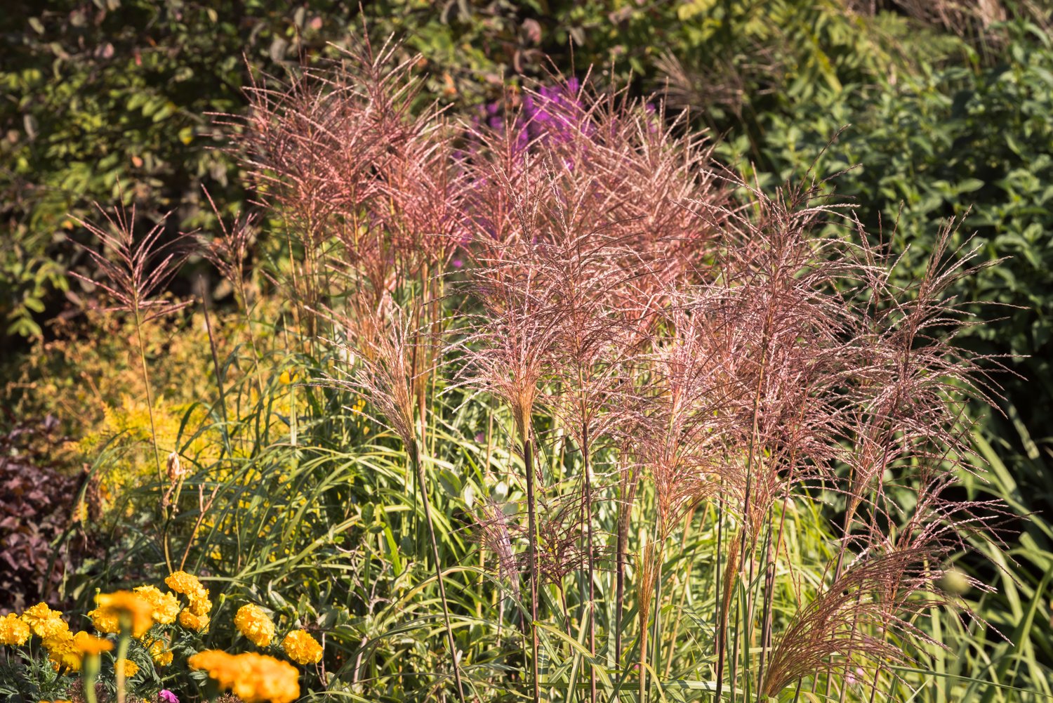 Miscanthus sinensis 'Red Chief', 2L