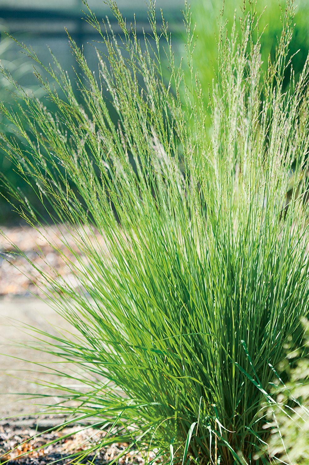 Molinia caerulea 'Edith Dudszus', 2L