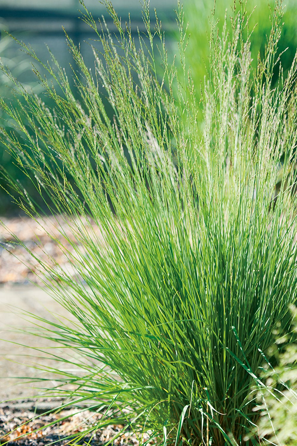 Molinia caerulea 'Edith Dudszus', 2L