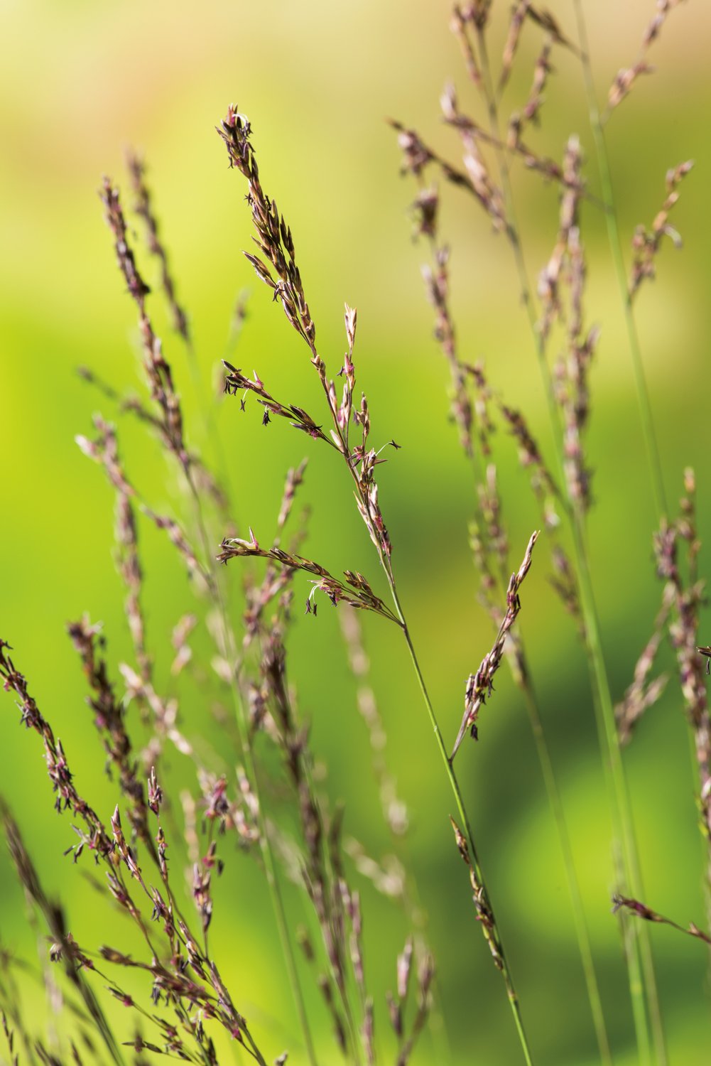 Molinia caerulea 'Edith Dudszus', 2L