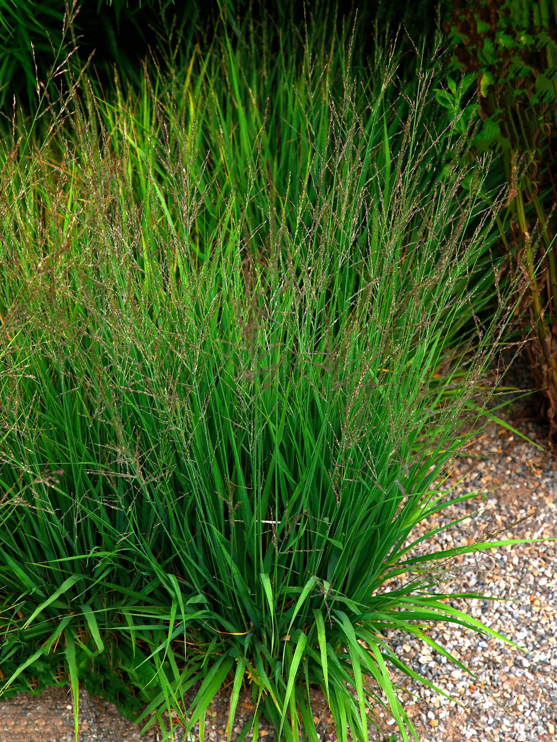 Molinia caerulea 'Edith Dudszus', 2L