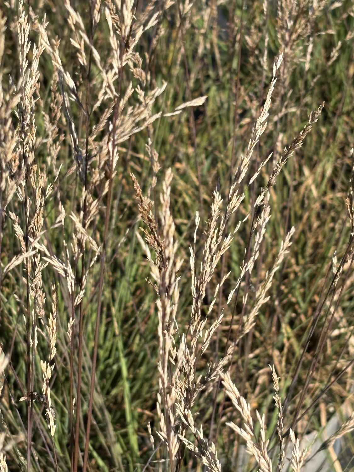 Molinia caerulea 'Edith Dudszus', 2L